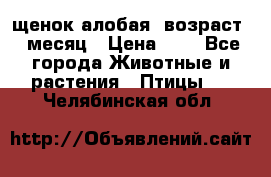 щенок алобая .возраст 1 месяц › Цена ­ 7 - Все города Животные и растения » Птицы   . Челябинская обл.